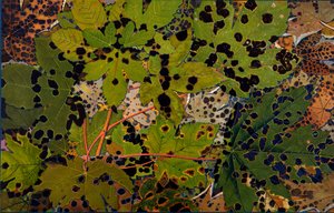 Acer pseudoplatanus: Esdoorn aangevallen door de zwarte schimmel Rhytisma acerinum, 1907-09