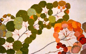 Populus tremula, of Europese esp, 1907-09