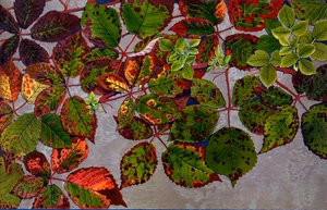 Rubus Fruticosus aangevallen door rozen schimmel Phragmidium Violaceum, 1907-09