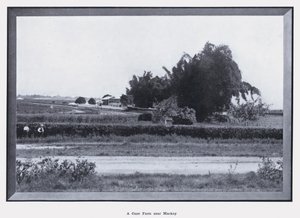 Een suikerrietboerderij nabij Mackay