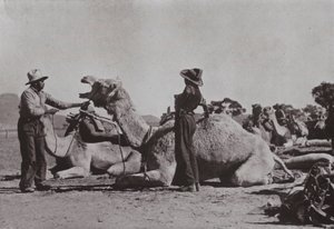 Kameelteams met Aboriginals die buitenposten in Centraal-Australië bevoorraden