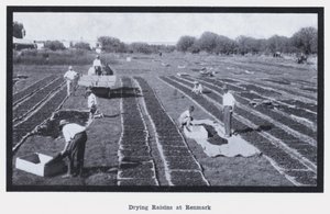 Drogen van rozijnen in Renmark door Photographer Australian