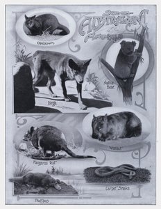 Enkele Australische dieren door Photographer Australian