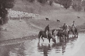 De Rust, Typische Australische Veedrijvers