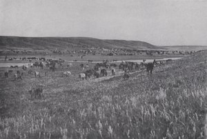 Veekudde op de glooiende hooglanden van Alberta (zwart-wit foto)