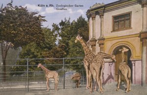 Dierentuin van Keulen, Giraffen (foto) door Photographer German