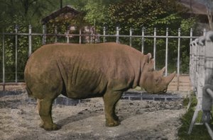 Keulen Zoo, Neushoorn