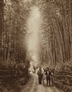 Bamboebos, Japan (zw/w foto) door Photographer Japanese
