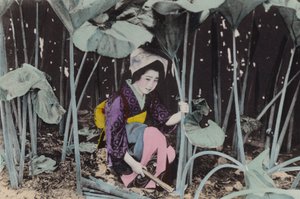 Japan, ca. 1912: Enorme moerasrabarber, wilde plant, Akita