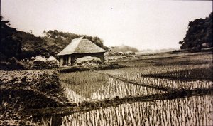 Rijstvelden in Japan door Photographer Japanese