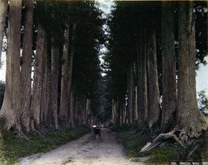 Riksja op een met bomen omzoomde weg in Nikko, ca. 1900