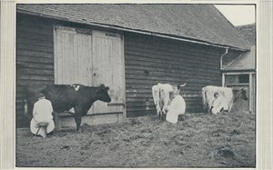 Koeien melken, 1910 door Pictorial Agency