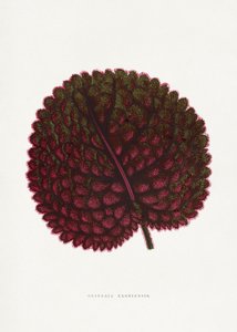  door PictufyLes Plantes a Feuillage Colore
