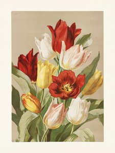 Tulpen door Ellen Thayer Fisher door Pictufy