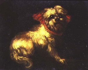 Een Maltezer Terrier