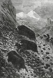Muskusossen, houtsnede door Edouard Riou (1833-1900)
