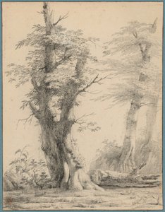 Een groep bomen