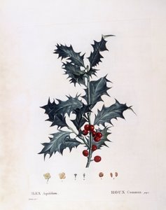 Europese hulst (Ilex aquifolium), Henry Louis Duhamel du Monceau, botanische plaat door Pierre Joseph Redouté