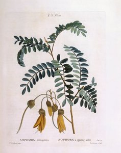 Kowhai (Sophora tetraptera of Edwardsia grandiflora), botanische plaat door Pierre Joseph Redouté
