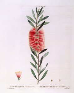 Metrosideros Lophanta, botanische plaat door Pierre Joseph Redouté