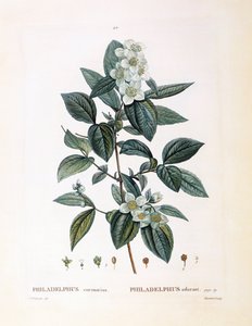 Schijnoranjebloesem (Philadelphus coronarius), botanische plaat door Pierre Joseph Redouté door Pierre Joseph Redouté
