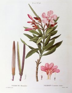 Oleander (Nerium oleander), botanische plaat door Pierre Joseph Redouté door Pierre Joseph Redouté