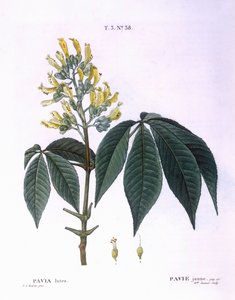 Pavia lutea, Henry Louis Duhamel du Monceau, botanische plaat door Pierre Joseph Redouté door Pierre Joseph Redouté