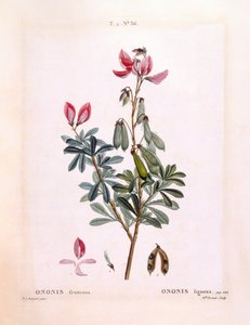 Kruipend stalkruid (Ononis fruticosa), botanische plaat door Pierre Joseph Redouté