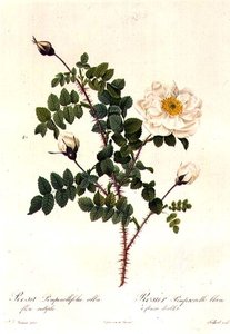 Rosa Pimpinellifolia Alba Flore Multiplei door Pierre Joseph Redouté