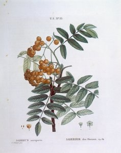 Lijsterbes of Europese lijsterbes (Sorbus aucuparia), Henry Louis Duhamel du Monceau, botanische plaat door Pierre Joseph Redouté door Pierre Joseph Redouté