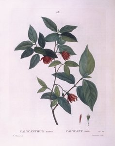 Specerijstruik (Calycanthus nanus), botanische plaat door Pierre Joseph Redouté