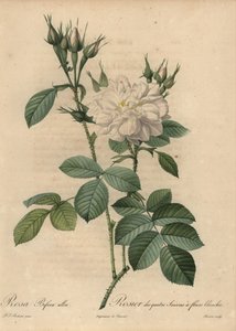 Witte roos, Rosa bifera alba