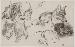 Studies van Marokkaanse honden door Pierre Andrieu