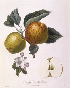 Appel 