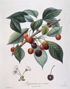 Kersenboom (Prunus avium) "Bigarreau" Henry Louis Duhamel du Monceau, botanische plaat door Pierre Antoine Poiteau