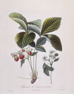 Virginia Aardbei (Fragaria virginiana), Henry Louis Duhamel du Monceau, botanische plaat door Pierre Antoine Poiteau