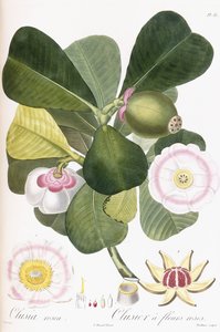 Clusia rosea, Clusier met Roze Bloemen, 1808-1828 door Pierre Antoine Poiteau