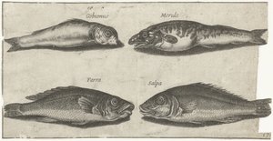 Grondel, bokvis, wijting en een andere vis door Pierre Firens