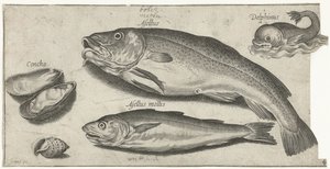 Kabeljauw, wijting, een dolfijn en schelpen door Pierre Firens