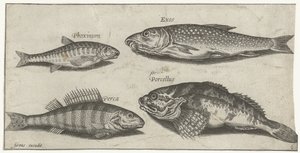 Karper, elrits, meerval en een baars door Pierre Firens