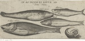 Sprot, karper, harder, kleine kabeljauw en een schelp door Pierre Firens