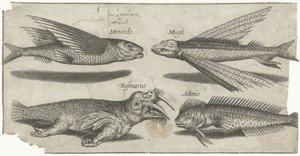 Vliegende knorhaan, lompje, slijmvis en een walrus door Pierre Firens