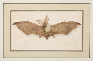 Bruine langoorvleermuis, ca.1755-65