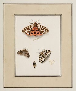 Vlinders, ca. 1755-65