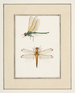 Libellen, ca.1755-65 door Pierre Francois Ledoulx