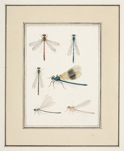 Libellen, ca. 1755-65 door Pierre Francois Ledoulx