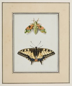 Nachtvlinder en Koninginnepage, ca. 1755-65 door Pierre Francois Ledoulx