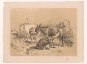 Studie van drie ezels Dierstudies van Cooper (serie titel)