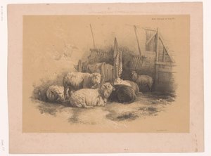 Studie van een kudde schapen bij een hek
