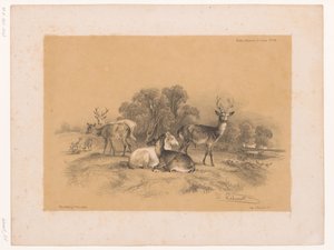 Studie van een roedel edelherten